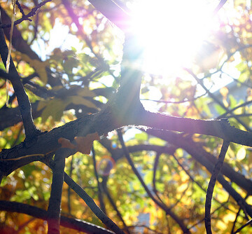 Sunlight in the Fall