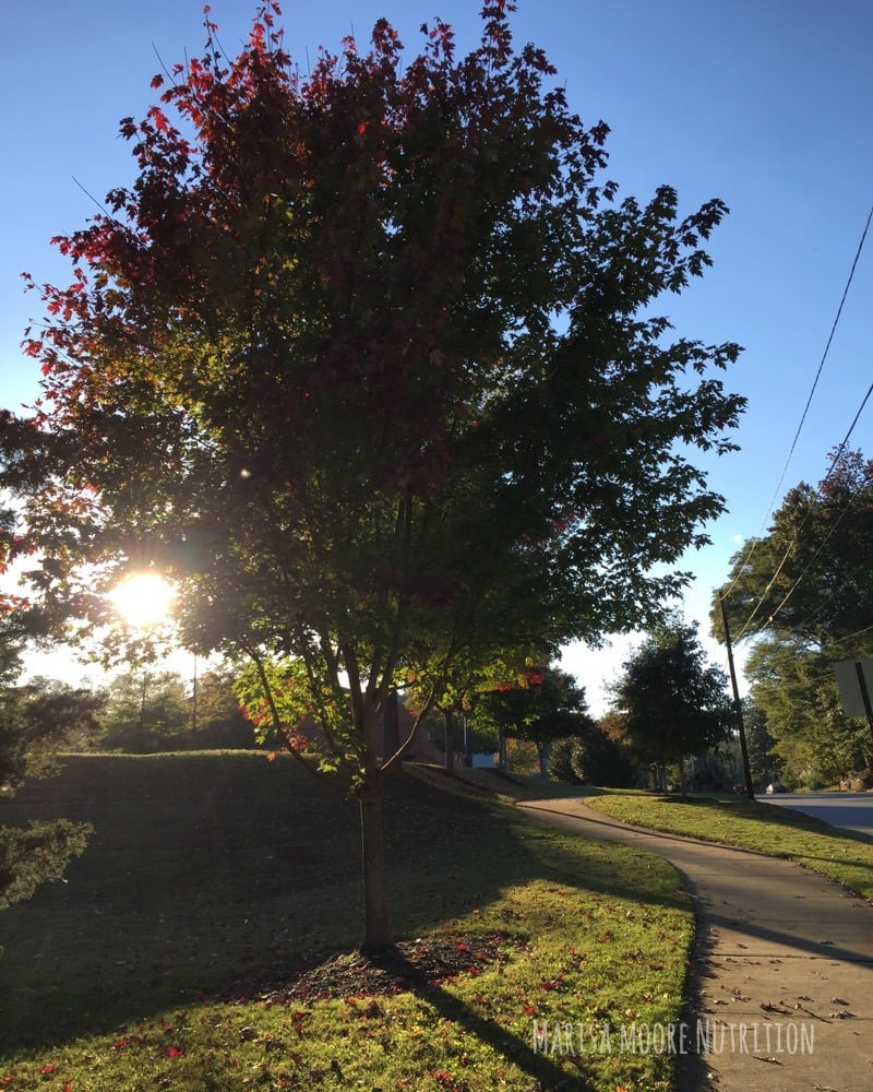 Fall Leaves Falling