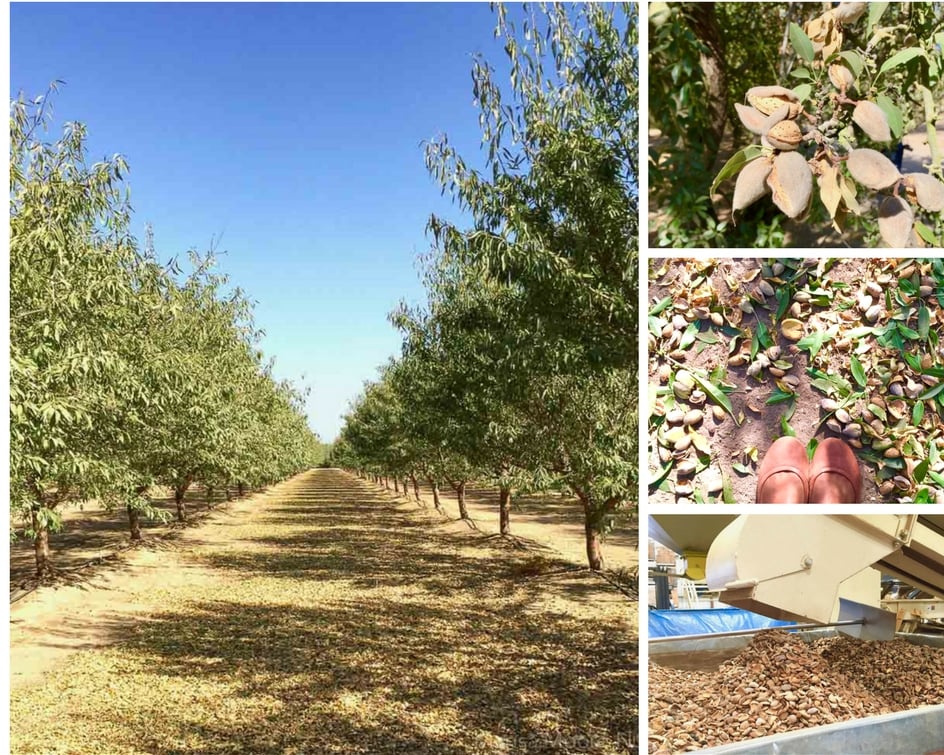 Almond Harvest