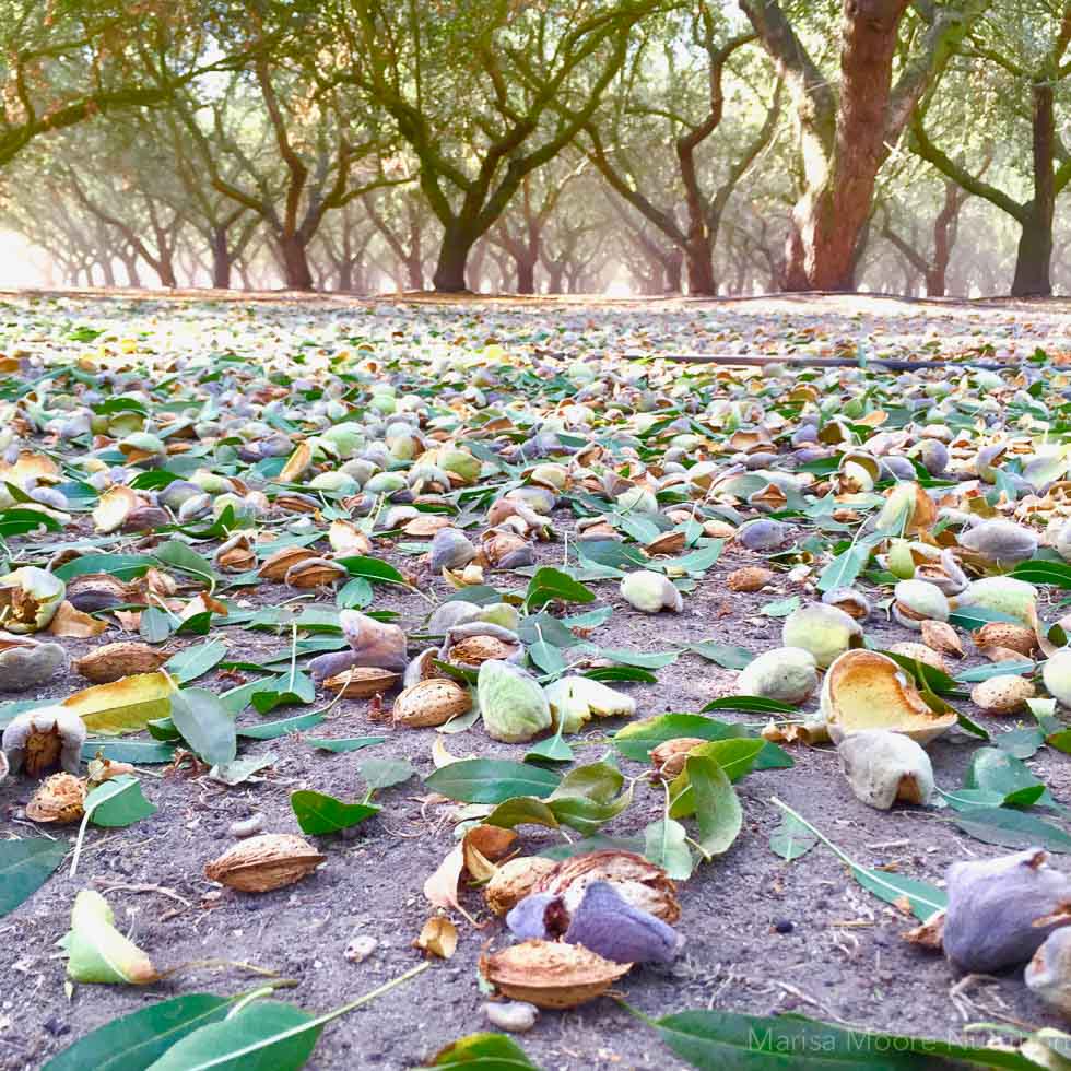 How Almonds Grow