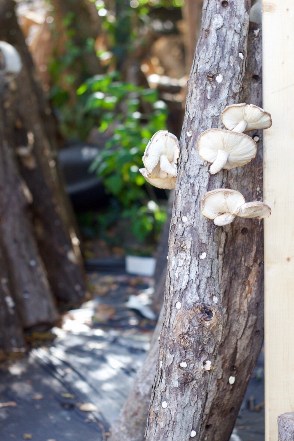 mushroom farm