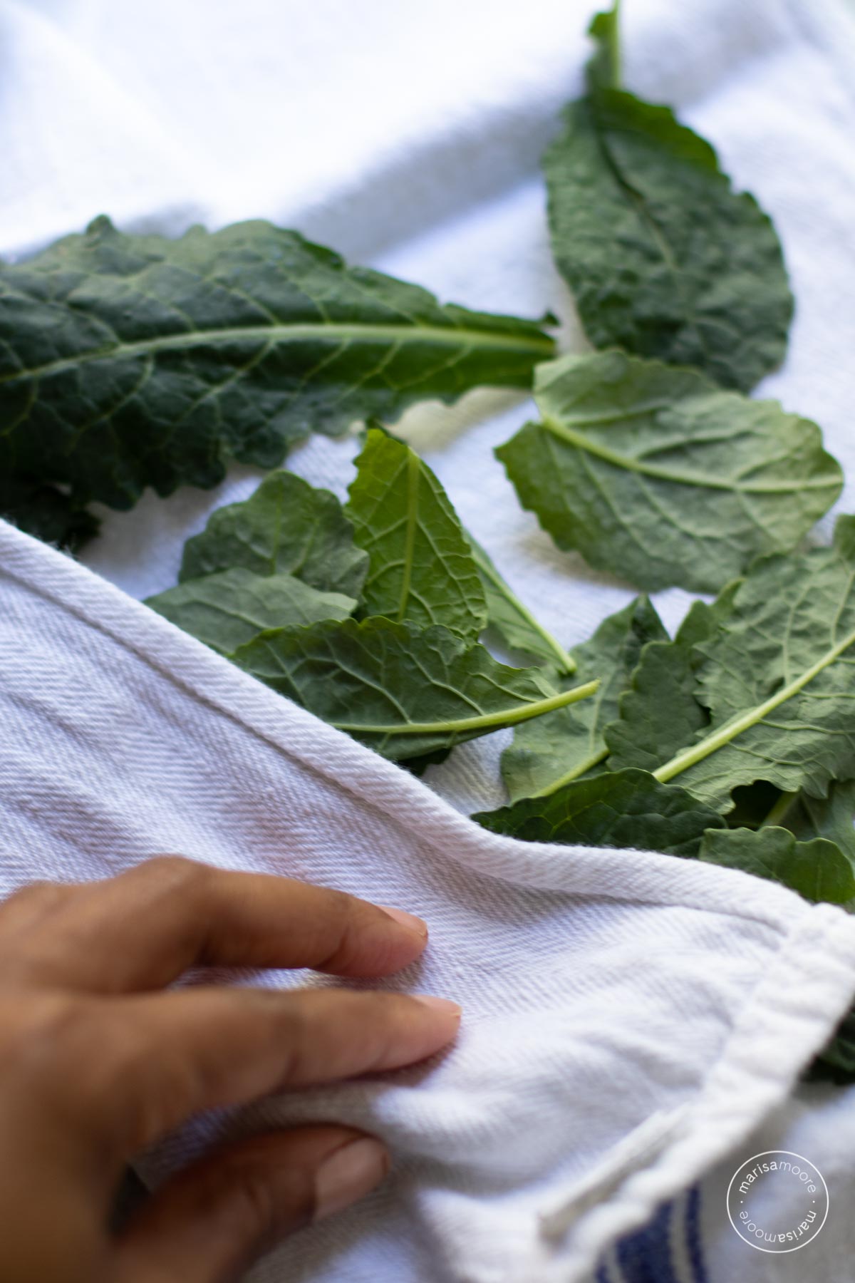 Marisa's hand drying kale leaves with a white kitchen towel.