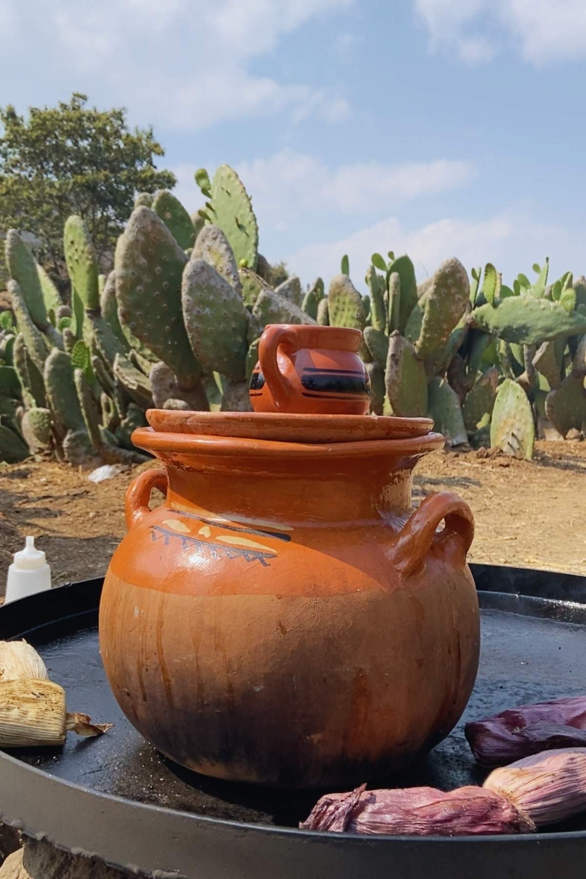 Clay pot warming on a coral with cactus in the background.
