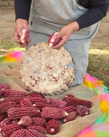 Dried red corn on the cob being scraped against a bundle of corn cobs to remove kernels.