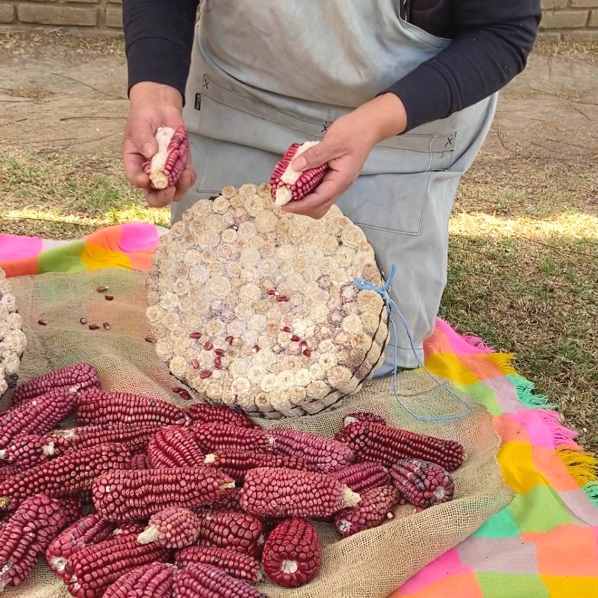 Dried red corn on the cob being scraped against a bundle of corn cobs to remove kernels.