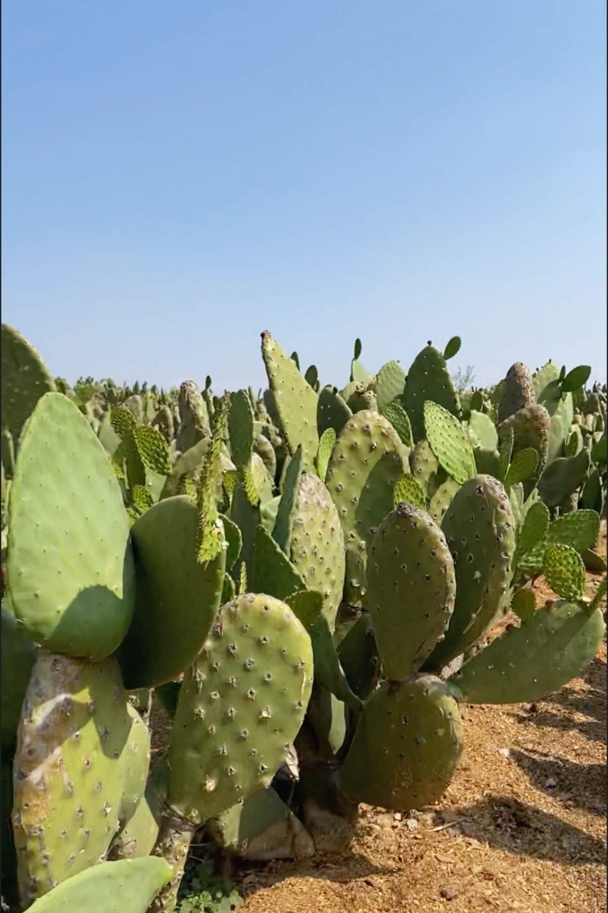 Nopal field under a clear blue sky.