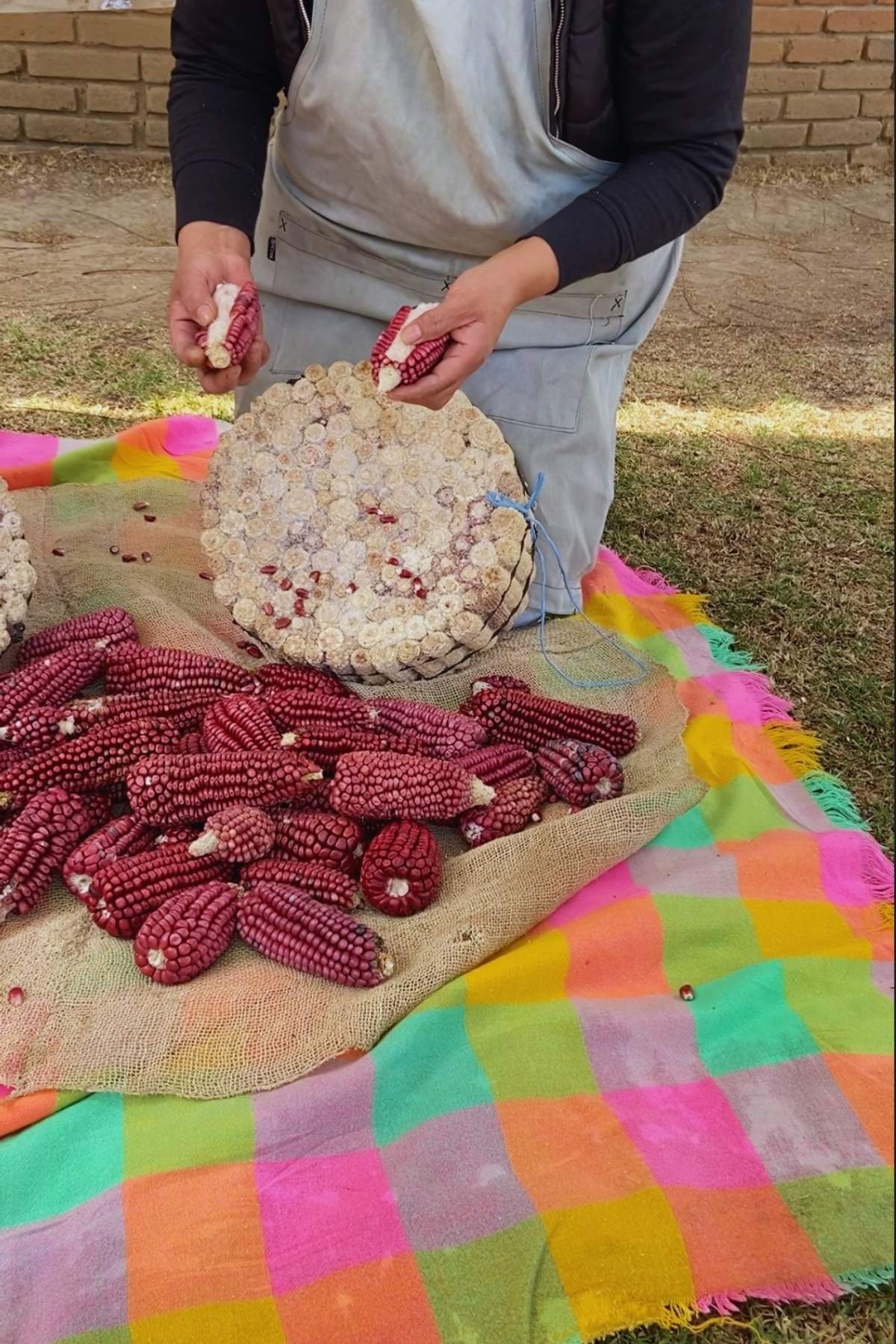 Dried red corn on the cob being scraped against a bundle of corn cobs to remove kernels.